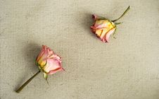 Dried Roses On A Painted Canvas Royalty Free Stock Photos Dried Roses On A Painted Canvas Royalty Free Stock Photos