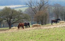 Horses Grazing In Rural England Royalty Free Stock Image Horses Grazing In Rural England Royalty Free Stock Image