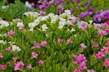 Petunia Blossom Stock Photos