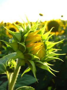 Eautiful Green Sunflower In The Field Royalty Free Stock Photo