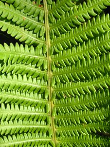 Fine Pattern From Leaves Of Fern Royalty Free Stock Image Fine Pattern From Leaves Of Fern Royalty Free Stock Image