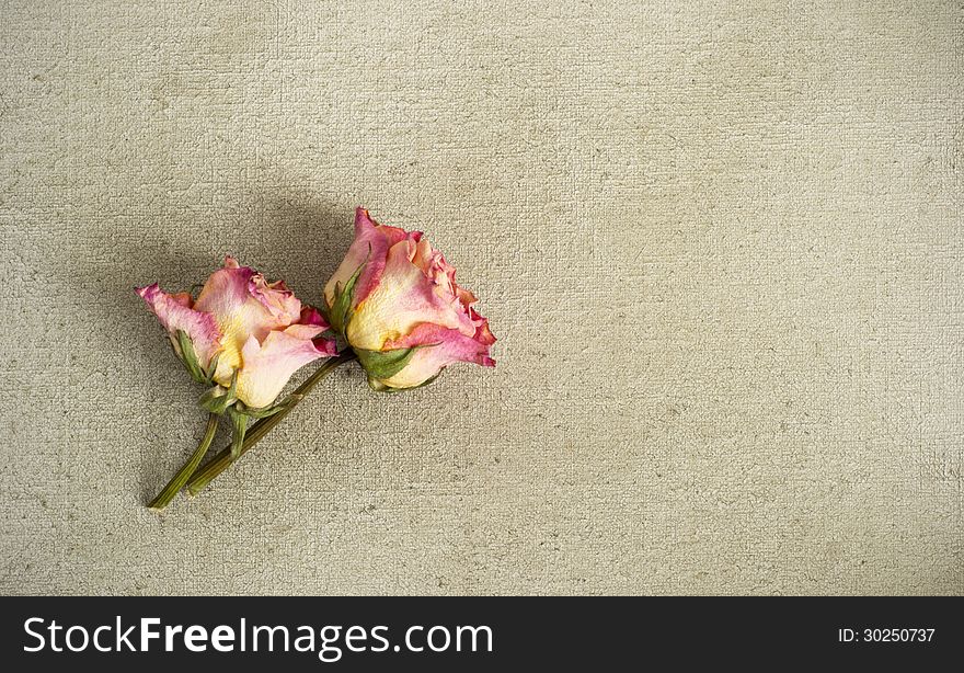 Two dried pink roses on a painted canvas. Two dried pink roses on a painted canvas