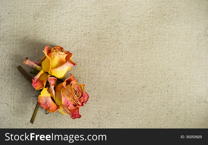 Two yellow dried roses on a painted canvas