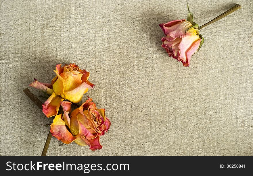 Two yellow and one pink dried roses on a painted canvas