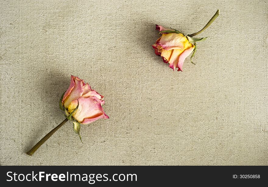 Two dried pink roses on a painted canvas. Two dried pink roses on a painted canvas