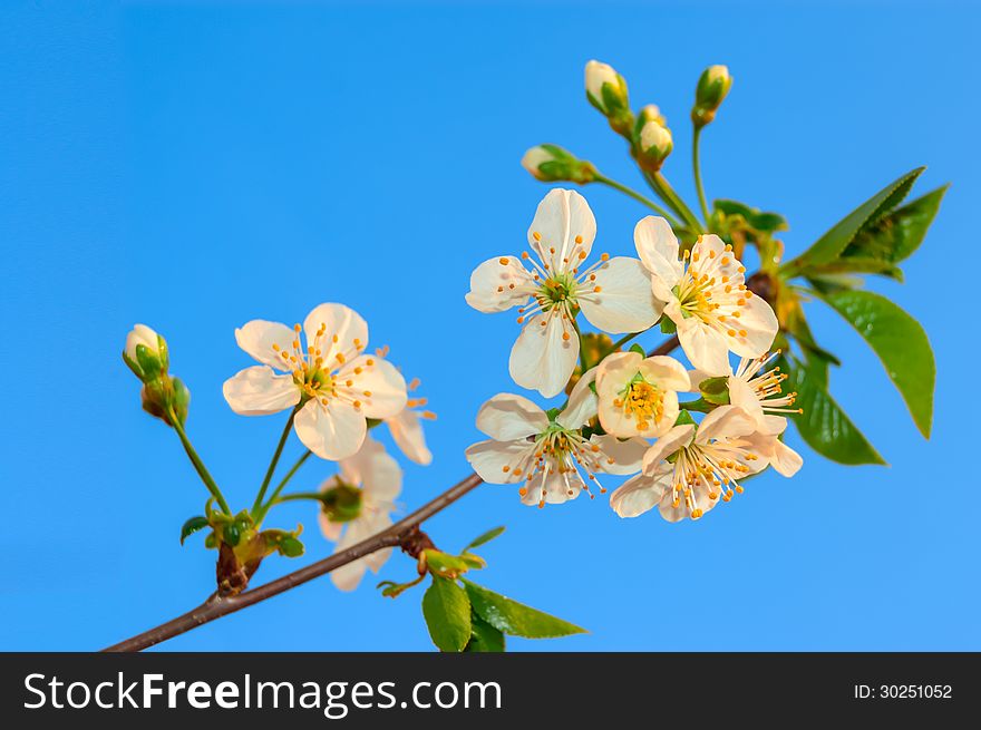 Branch with white flowers in springtime. Branch with white flowers in springtime