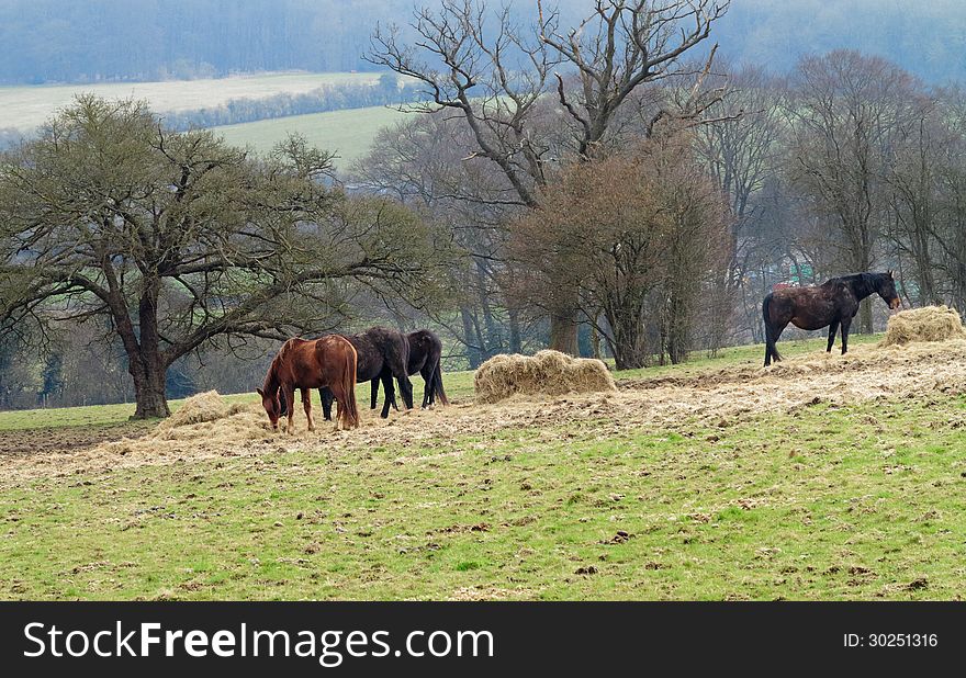 English Chiltern Landscape with Horses grazing in a field. English Chiltern Landscape with Horses grazing in a field