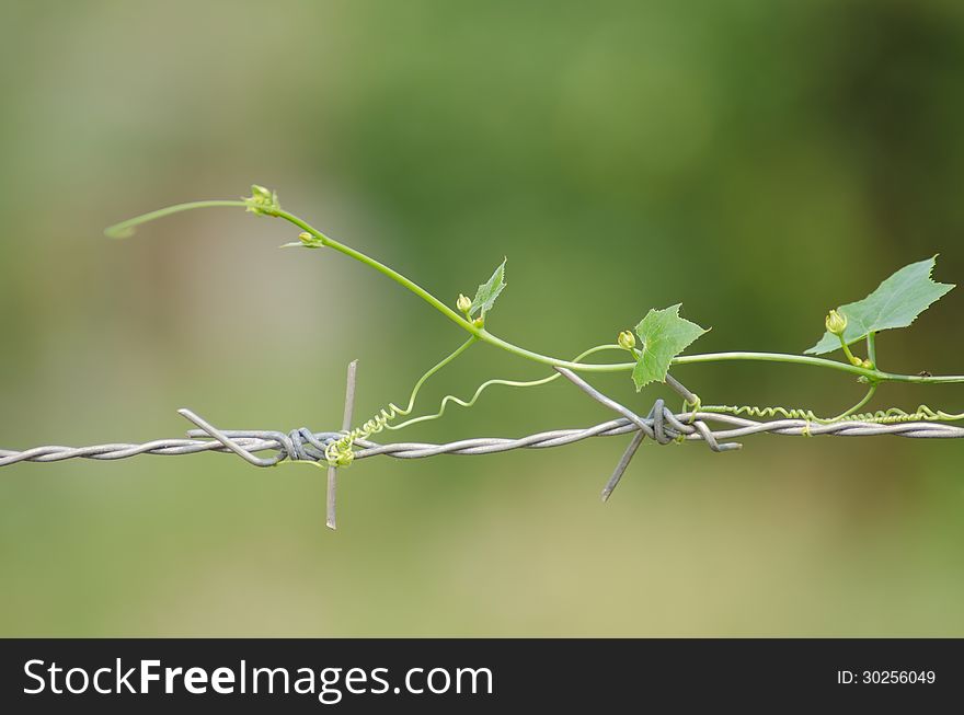 Gourd on the barbed wire