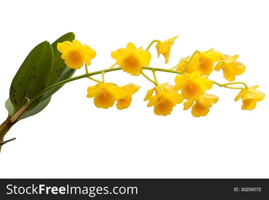 Fried egg orchid isolated on white background