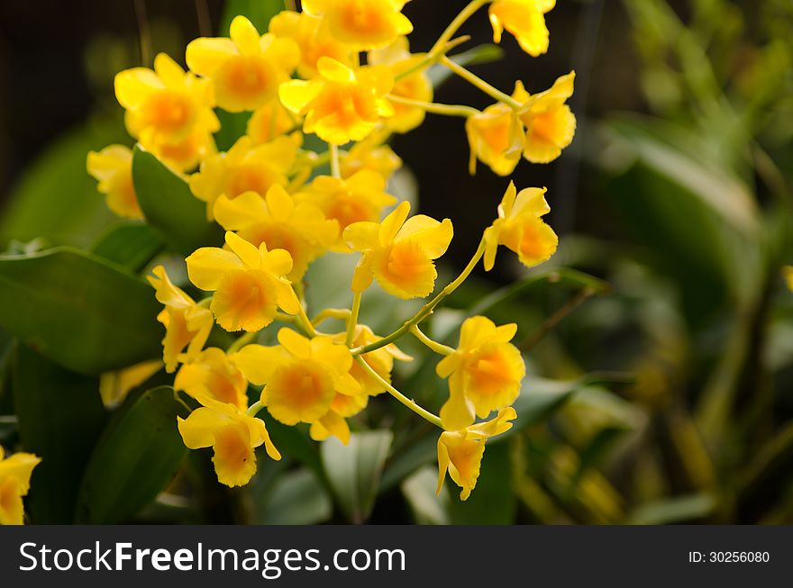 Fried egg orchid (Dendrobium chrysotoxum Lindl.) wild orchid in Thailand