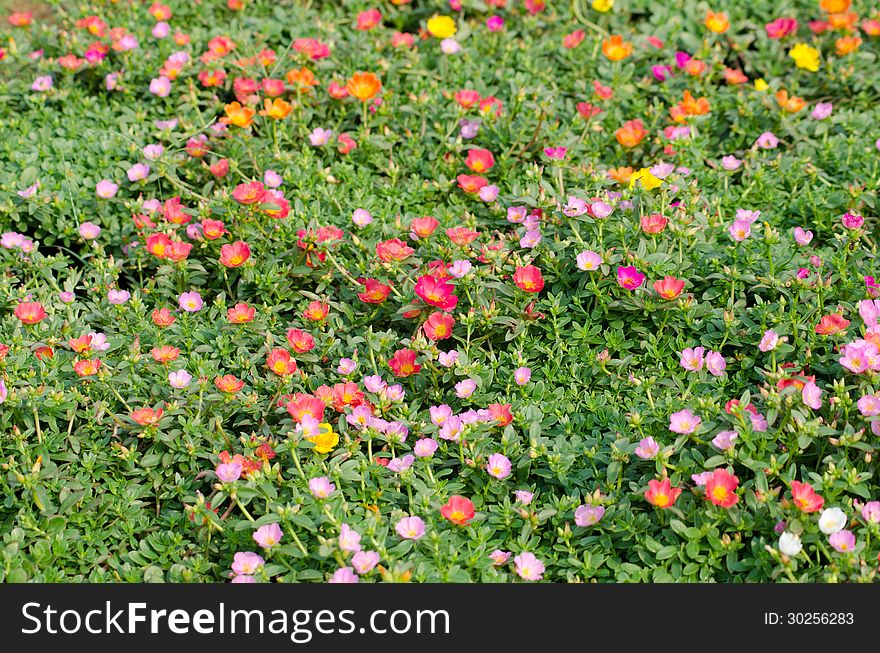 Portulaca Flower