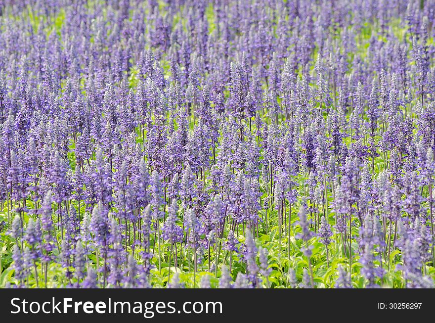 Salvia pratensis blooming in garden