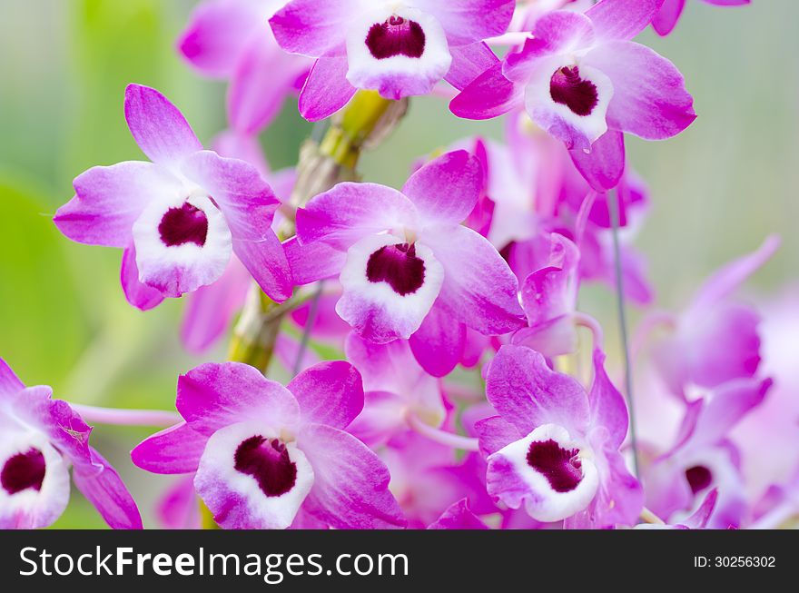 Close up of pink dendrobium orchid. Close up of pink dendrobium orchid