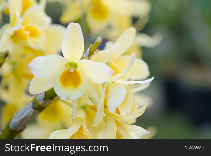 Close up of yellow dendrobium orchid