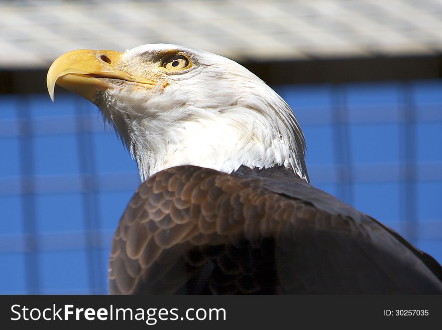 Close up of an eagle staring. Close up of an eagle staring