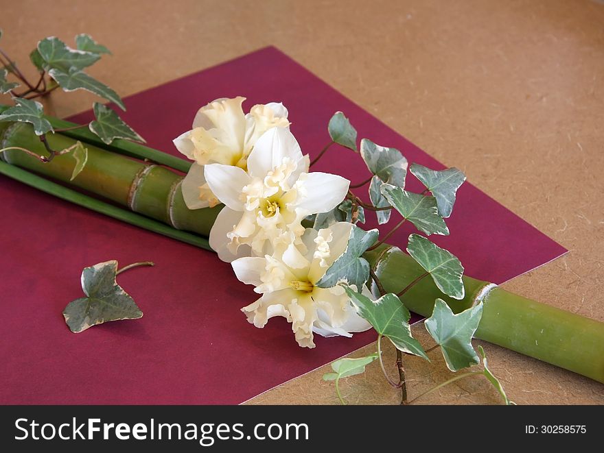 Collection of narcissus, ivy and bamboo. Collection of narcissus, ivy and bamboo.