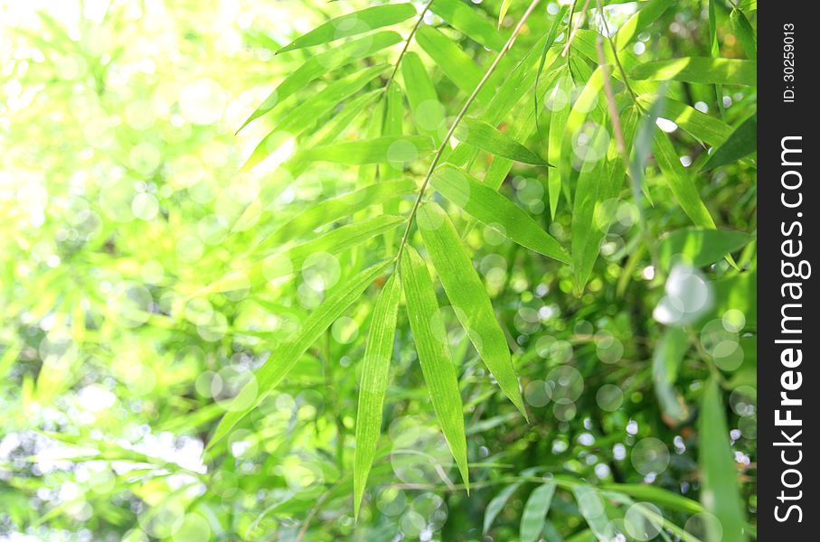 Fresh bamboo leaves border, green plant stalk at summer in the garden.