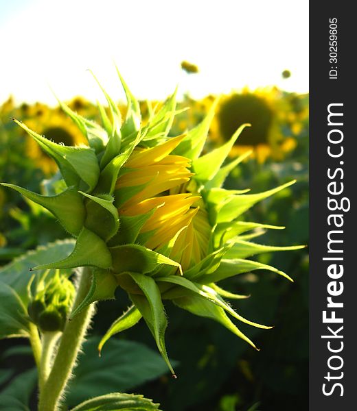 Eautiful green sunflower in the field