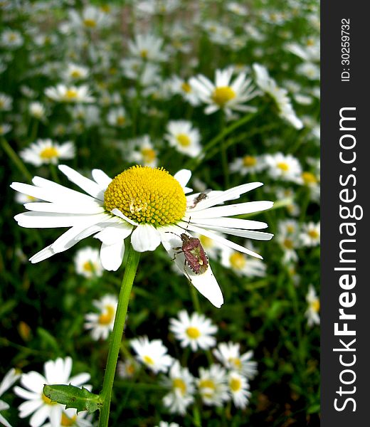 Little beetle on the white beautiful chamomile