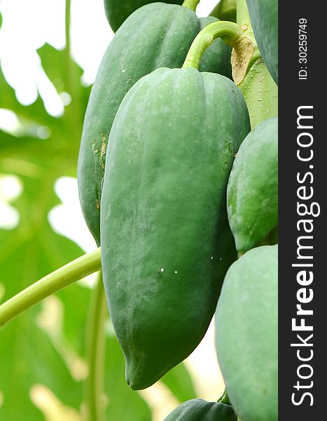 Heap of green papayas on tree. Heap of green papayas on tree.