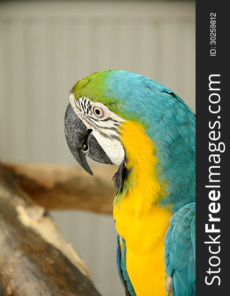 Close-up of blue-yellow Macaw Parrot.