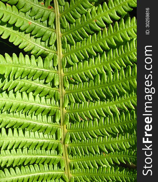 Fine Pattern From Leaves Of Fern