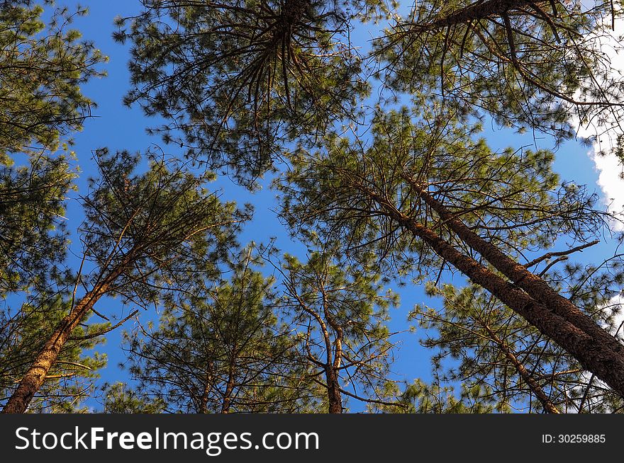 Pinus On Blue Sky