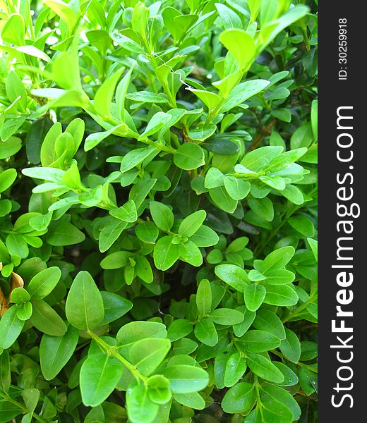 Image of green background from leaves of a plant