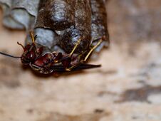 Wasp On Nest Stock Photo