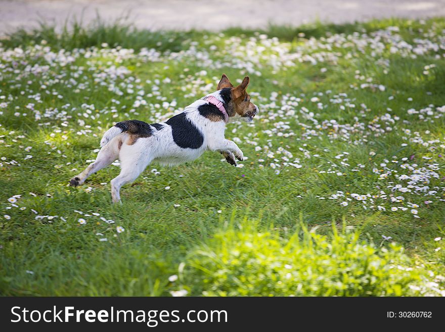 A beautiful Jack Russell Terrier