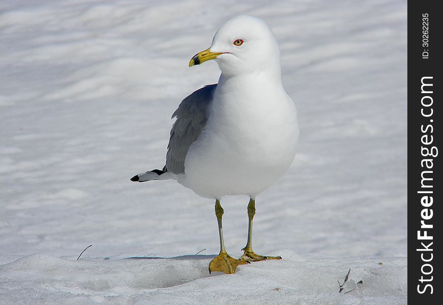 Photo of a seagull walking on a snow covered ground. Photo of a seagull walking on a snow covered ground