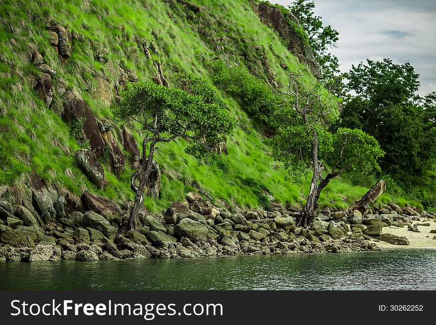 Grass and trees on small Island, Flores, Indonesia. Grass and trees on small Island, Flores, Indonesia