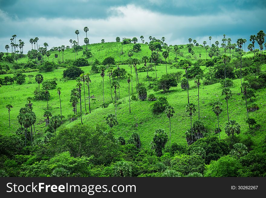 Green fields, grove, sky and trees on Komodo Island, Indonesia. Green fields, grove, sky and trees on Komodo Island, Indonesia