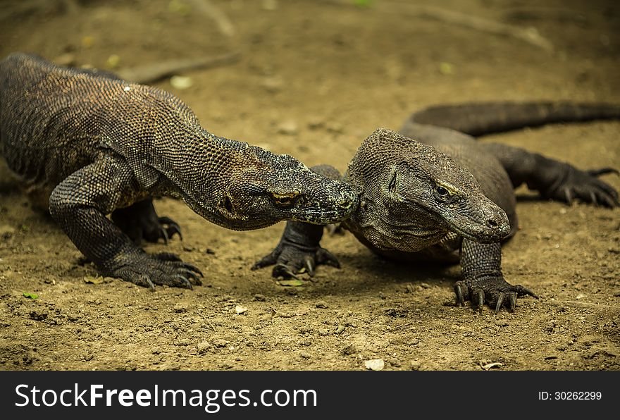 Pair Of Giant Lizards Close On Komodo Island, Indonesia