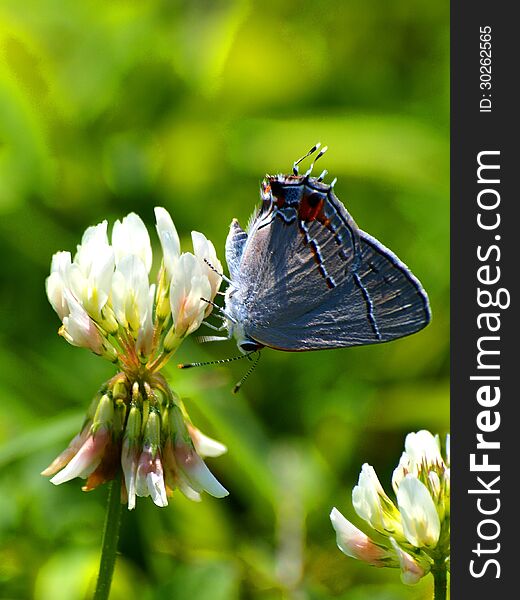 Eastern Blue tailed Butterfly on Clover