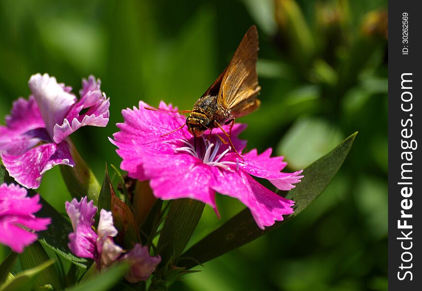 A butterfly gets his meal from a flower. A butterfly gets his meal from a flower