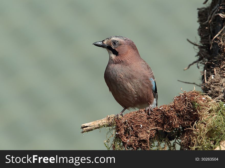View of a jay perched on a branch against an out of focus background. View of a jay perched on a branch against an out of focus background.