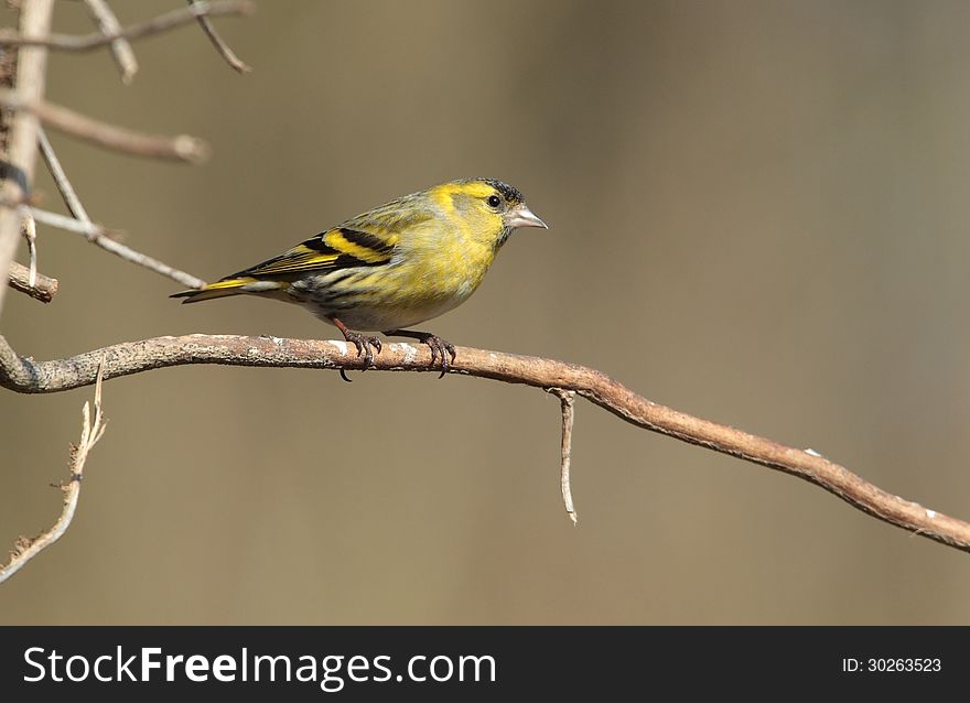 View of a siskin perched on a twig against an out of focus background. View of a siskin perched on a twig against an out of focus background.