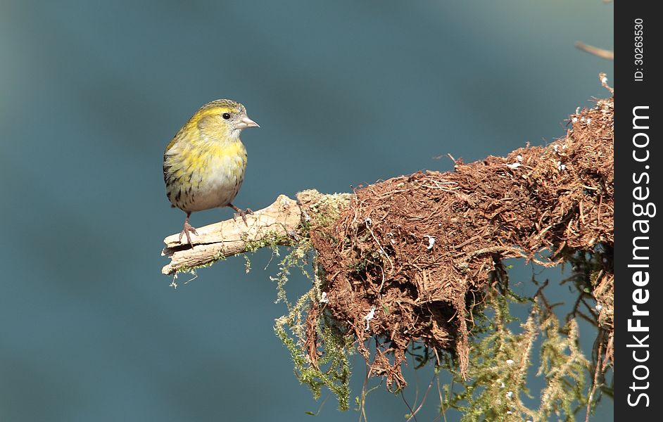 View of a siskin perched on a twig against an out of focus background. View of a siskin perched on a twig against an out of focus background.