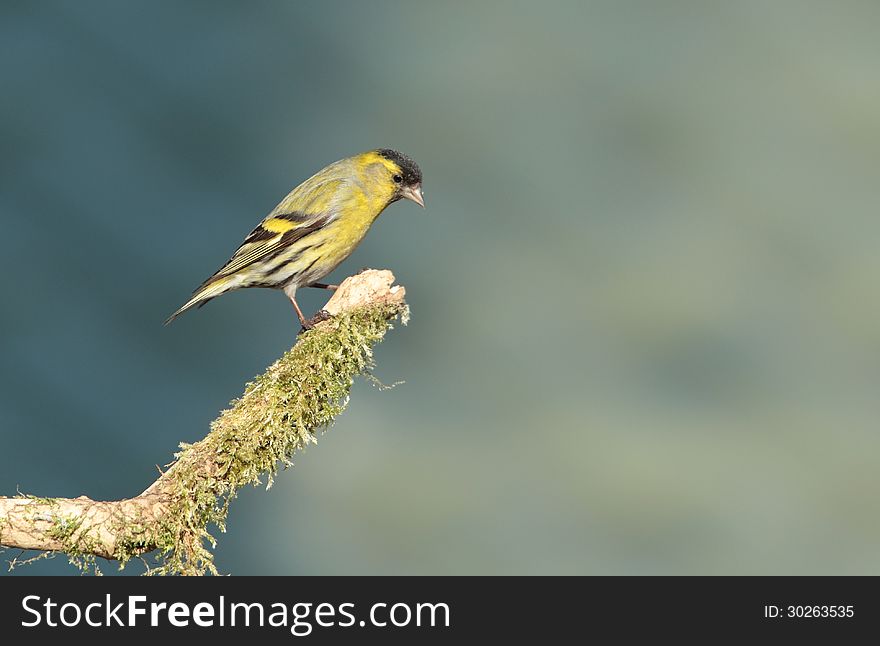 View of a siskin perched on a mossy twig against an out of focus background. View of a siskin perched on a mossy twig against an out of focus background.