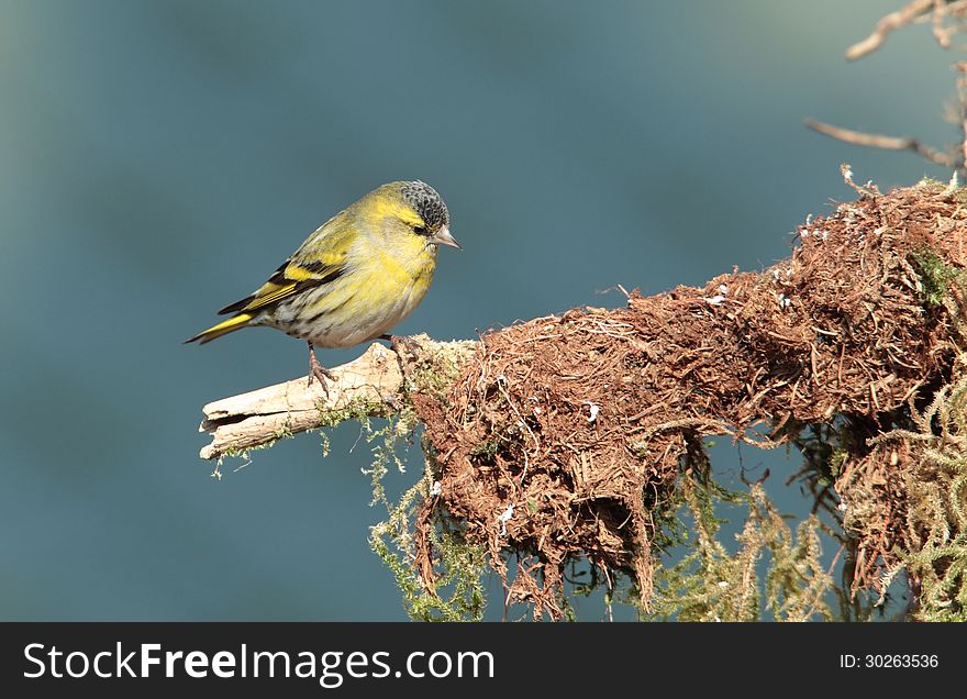 View of a siskin perched on a mossy twig against an out of focus background. View of a siskin perched on a mossy twig against an out of focus background.