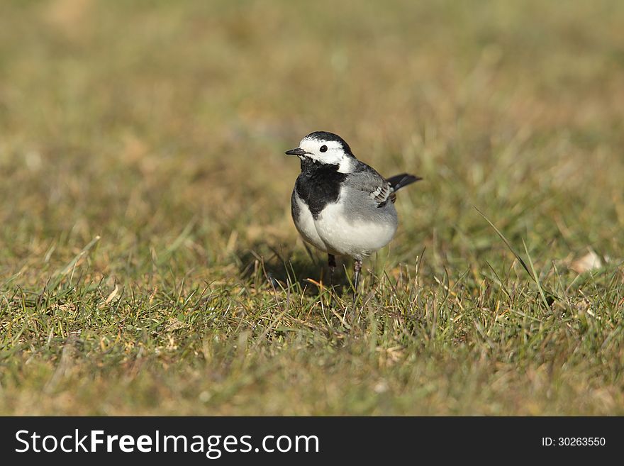 Pied wagtail.