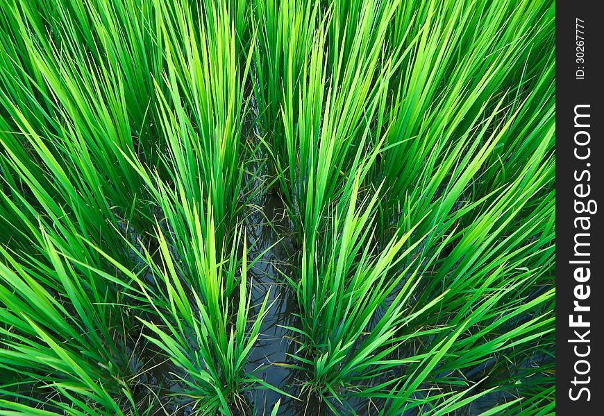 Paddy Rice In Field