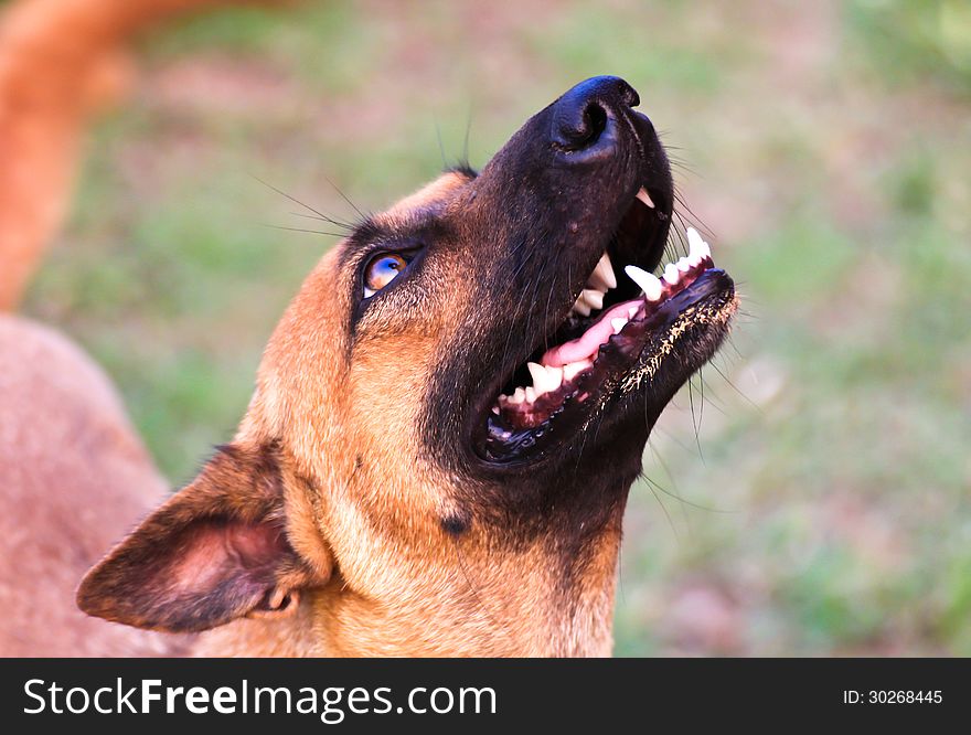 Closeup of dog s head, shot from below with shallow DOF