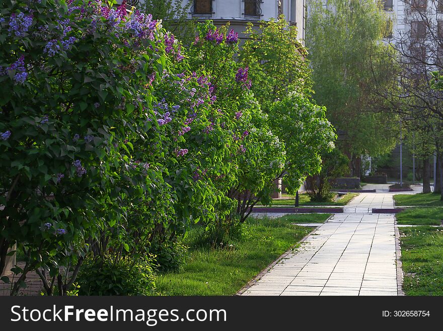 Large purple tall beautiful lilac bushes in a shady spacious park, garden, on an early spring day.