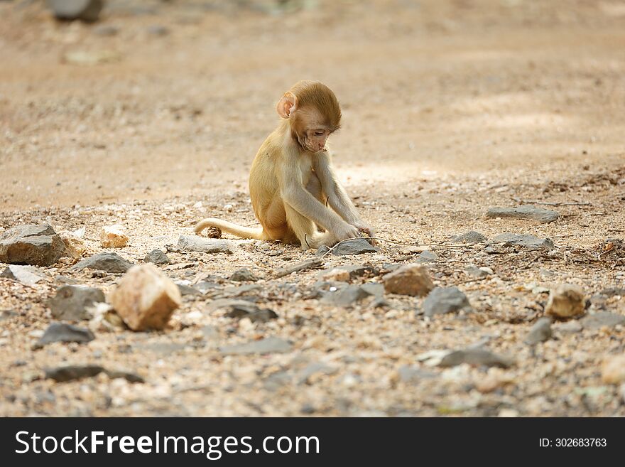 Baby Monkey play around at the forest area in Pench National Park. Its super cute moment