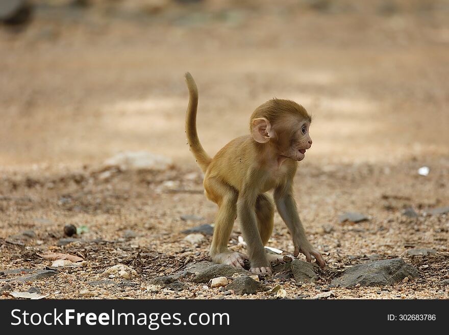 Cute Baby Monkey with its cute expression at Pench National Park
