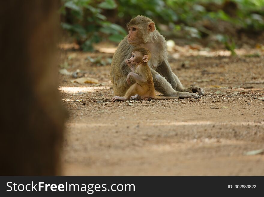 Monkey With Its Baby Taking A Look At The Jeep Safari At Pench National Park