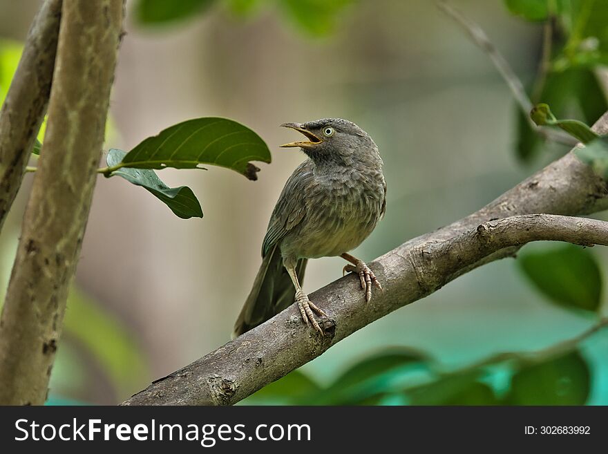 Babbler sitting on the trunk of the tree with beautiful background