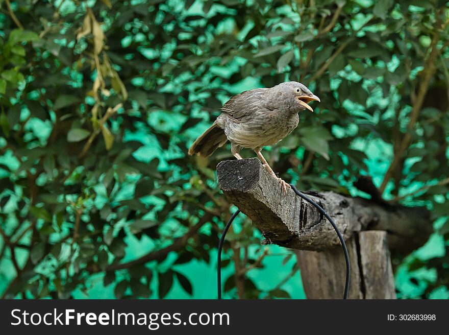 Babbler Sitting On The Trunk Of The Tree With Beautiful Background